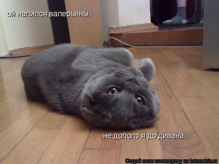 ой напился валерьяны, не дополз я до дивана..... Котоматрица: ой напился валерьяны, не дополз я до дивана..