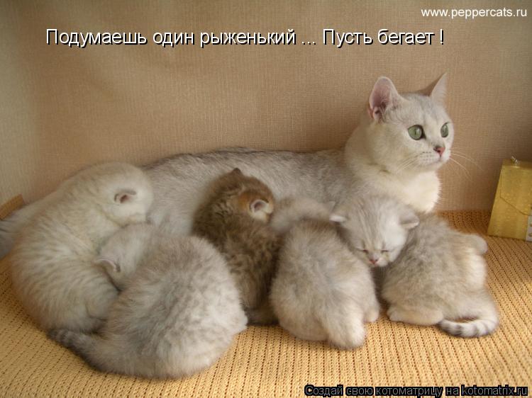 Подумаешь один рыженький ... Пусть бегает !... Котоматрица: Подумаешь один рыженький ... Пусть бегает !