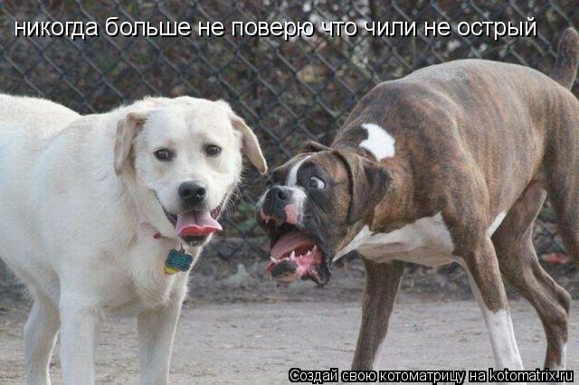 никогда больше не поверю что чили не острый... Котоматрица: никогда больше не поверю что чили не острый