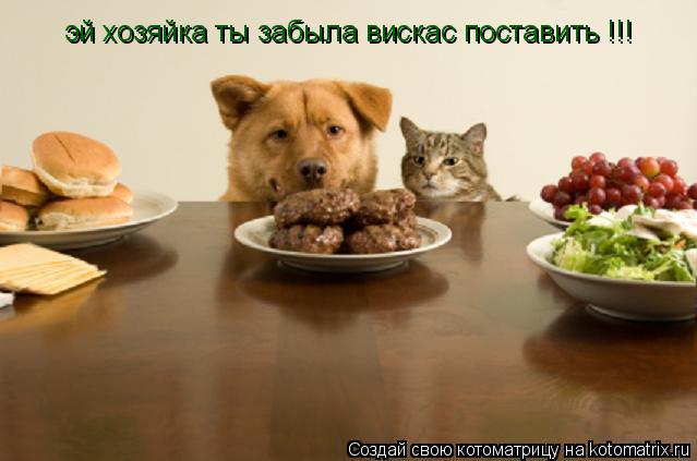 эй хозяйка ты забыла вискас поставить !!!... Котоматрица: эй хозяйка ты забыла вискас поставить !!!
