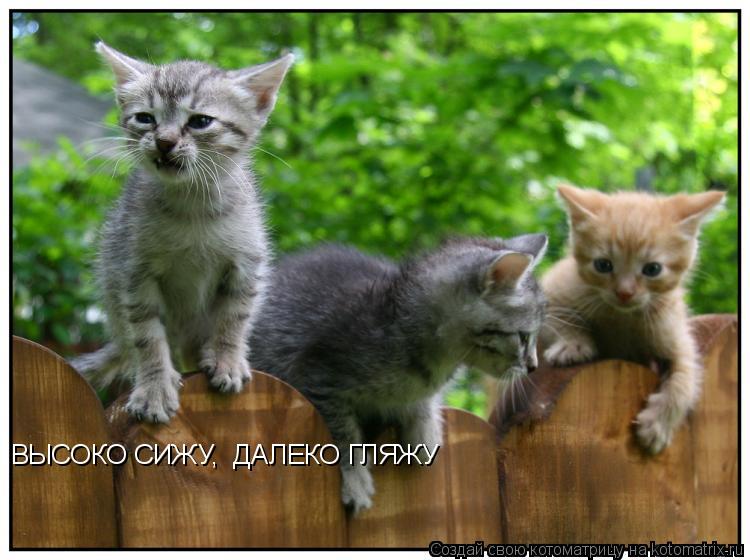 ВЫСОКО СИЖУ, ДАЛЕКО ГЛЯЖУ... Котоматрица: ВЫСОКО СИЖУ, ДАЛЕКО ГЛЯЖУ