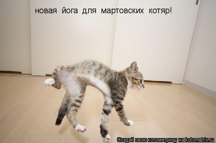 Котоматрица: новая  йога  для  мартовских  котяр!