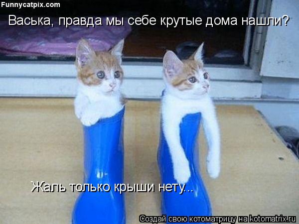Васька, правда мы себе крутые дома нашли? Жаль только крыши нету...... Котоматрица: Васька, правда мы себе крутые дома нашли? Жаль только крыши нету...