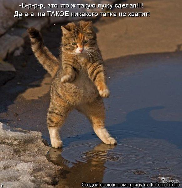 -Б-р-р-р, это кто ж такую лужу сделал!!! Да-а-а, на ТАКОЕ никакого тапка не хватит!... Котоматрица: -Б-р-р-р, это кто ж такую лужу сделал!!! Да-а-а, на ТАКОЕ никакого тапка не хватит!