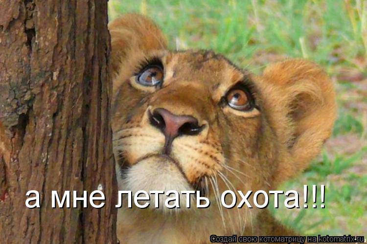 а мне летать охота!!!... Котоматрица: а мне летать охота!!!