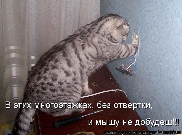 В этих многоэтажках, без отвертки, и мышу не добудеш!!!... Котоматрица: В этих многоэтажках, без отвертки, и мышу не добудеш!!!