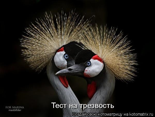 Тест на трезвость... Котоматрица: Тест на трезвость