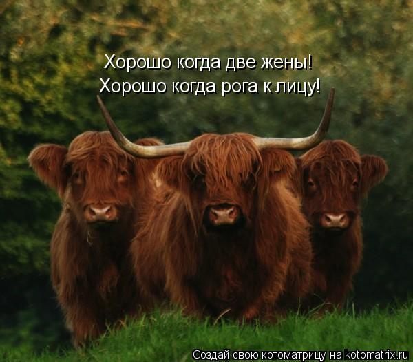 Хорошо когда две жены! Хорошо когда рога к лицу!... Котоматрица: Хорошо когда две жены! Хорошо когда рога к лицу!