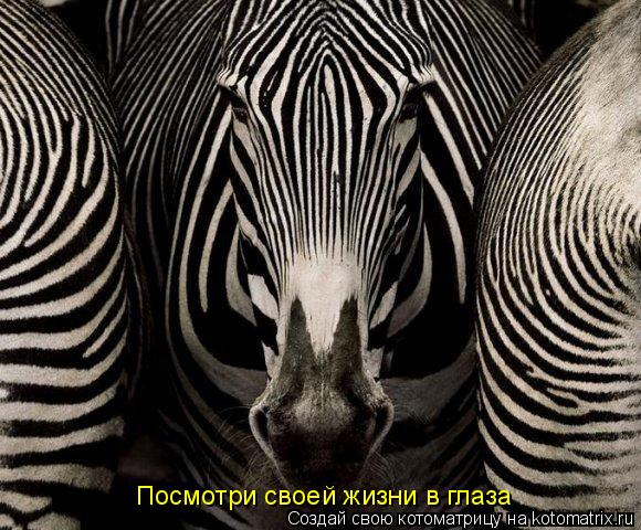 Посмотри своей жизни в глаза... Котоматрица: Посмотри своей жизни в глаза