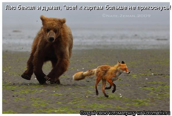 Лис бежал и думал, "все! к картам больше не прикоснусь!"... Котоматрица: Лис бежал и думал, "все! к картам больше не прикоснусь!"