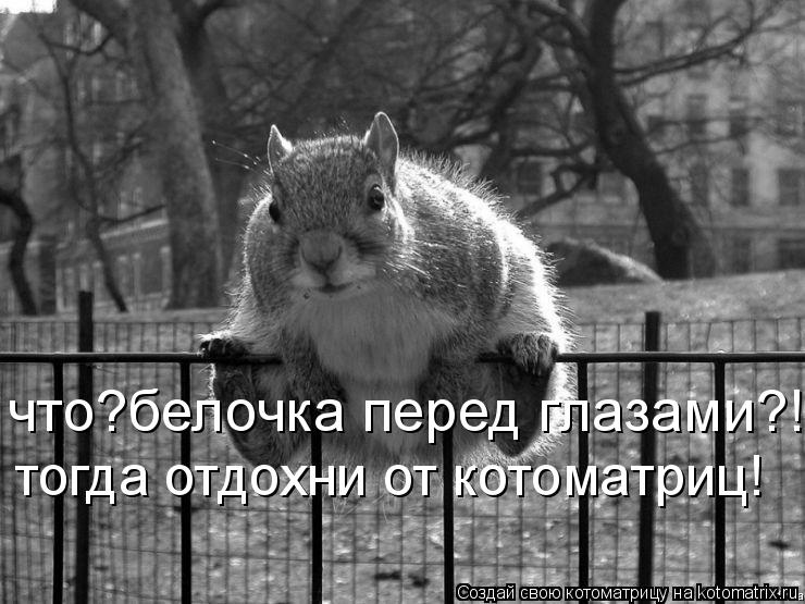 что?белочка перед глазами?! тогда отдохни от котоматриц!... Котоматрица: что?белочка перед глазами?! тогда отдохни от котоматриц!