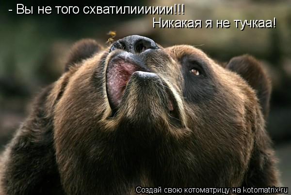 - Вы не того схватилииииии!!! Никакая я не тучкаа!... Котоматрица: - Вы не того схватилииииии!!! Никакая я не тучкаа!