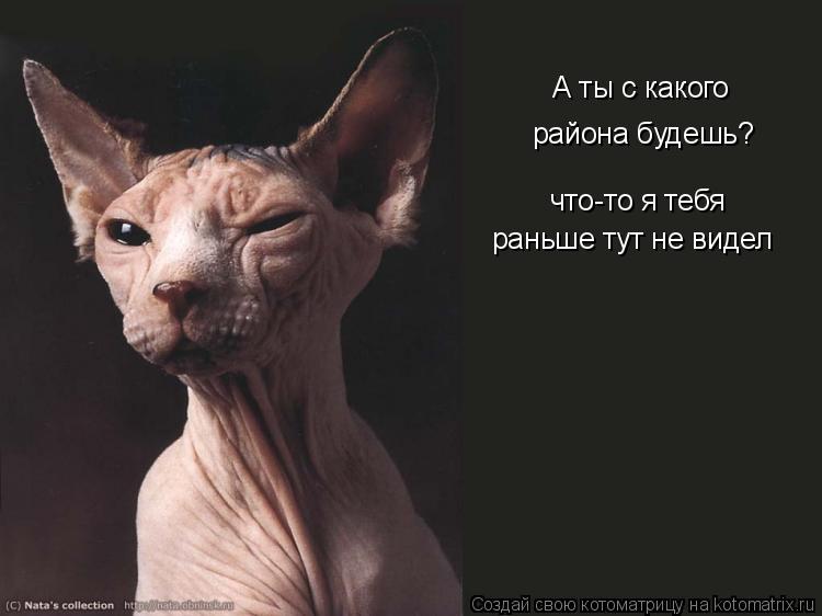 А ты с какого района будешь? что-то я тебя раньше тут не видел... Котоматрица: А ты с какого района будешь? что-то я тебя раньше тут не видел