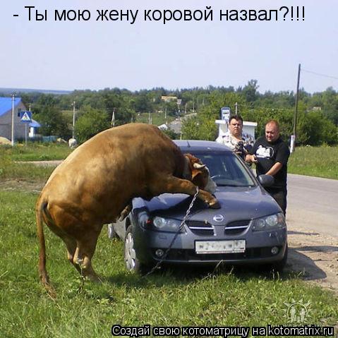 - Ты мою жену коровой назвал?!!!... Котоматрица: - Ты мою жену коровой назвал?!!!