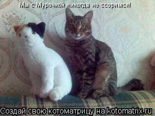 Мы с Мурочкой никогда не ссоримся!... Котоматрица: Мы с Мурочкой никогда не ссоримся!