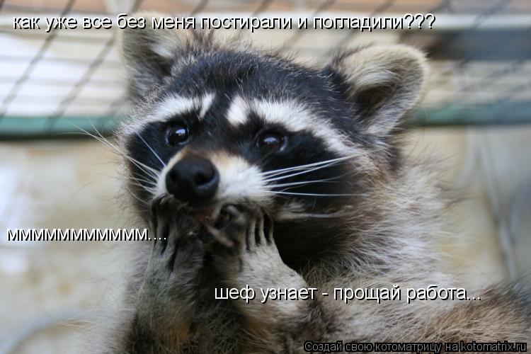 как уже все без меня постирали и погладили??? ммммммммммм.... шеф узнает - прощай работа...... Котоматрица: как уже все без меня постирали и погладили??? ммммммммммм.... шеф узнает - прощай работа...