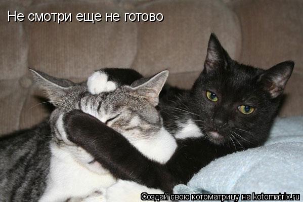 Не смотри еще не готово... Котоматрица: Не смотри еще не готово