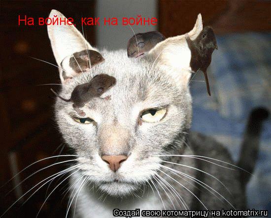 На войне, как на войне... Котоматрица: На войне, как на войне