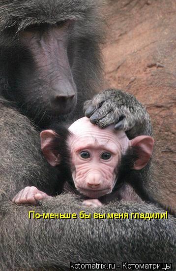 По-меньше бы вы меня гладили!... Котоматрица: По-меньше бы вы меня гладили!