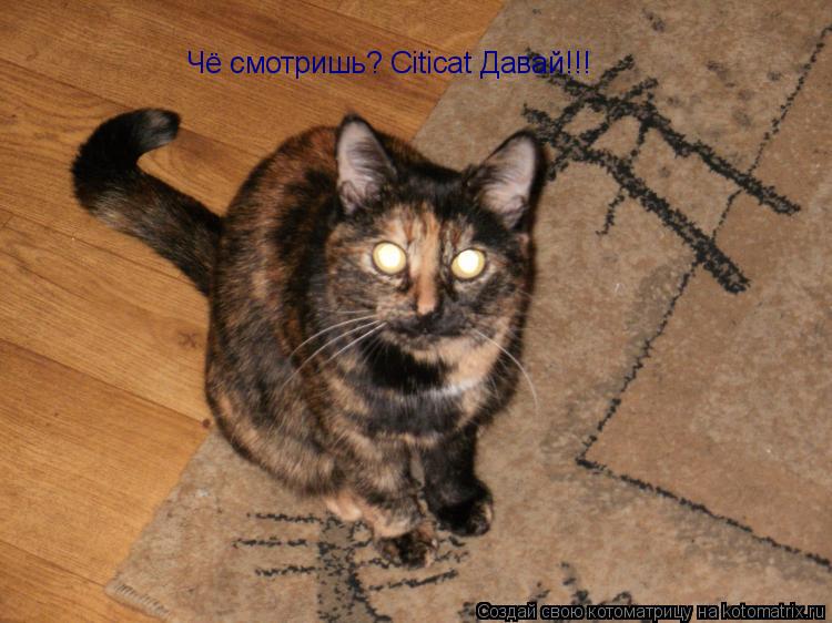 Чё смотришь? Citicat Давай!!!... Котоматрица: Чё смотришь? Citicat Давай!!!