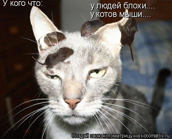 У кого что: у людей блохи.... у котов мыши....... Котоматрица: У кого что: у людей блохи.... у котов мыши....