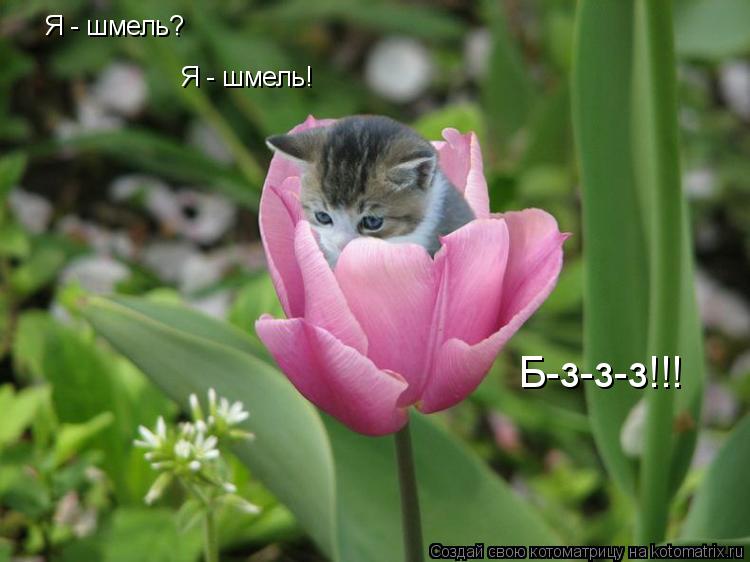 Я - шмель? Я - шмель! Б-з-з-з!!!... Котоматрица: Я - шмель? Я - шмель! Б-з-з-з!!!