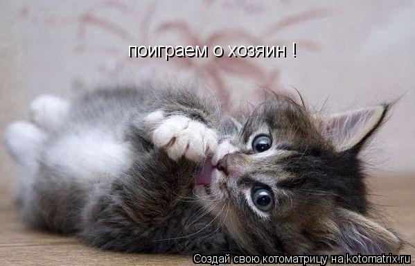 поиграем о хозяин !... Котоматрица: поиграем о хозяин !