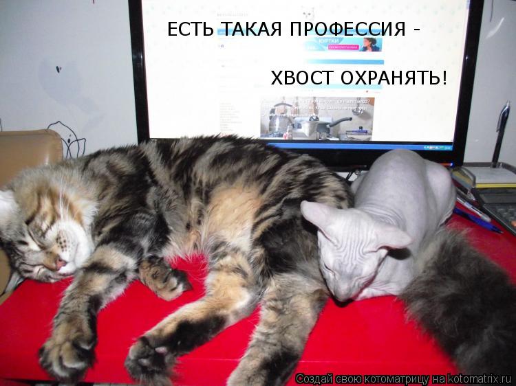 ЕСТЬ ТАКАЯ ПРОФЕССИЯ - ХВОСТ ОХРАНЯТЬ!... Котоматрица: ЕСТЬ ТАКАЯ ПРОФЕССИЯ - ХВОСТ ОХРАНЯТЬ!