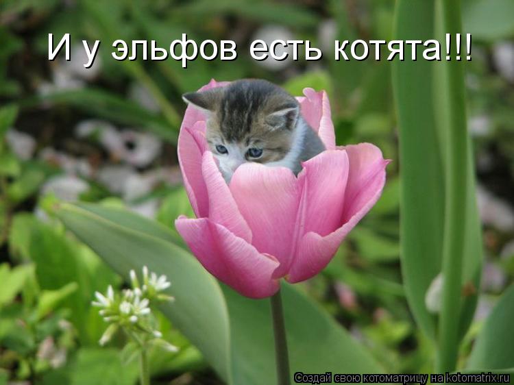 Котоматрица: И у эльфов есть котята!!!