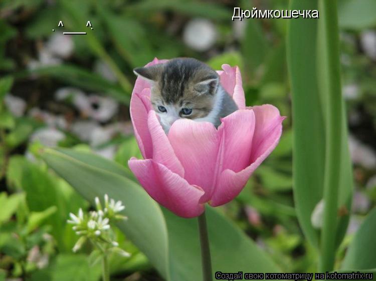 Дюймкошечка ^___^ . .... Котоматрица: Дюймкошечка ^___^ . .