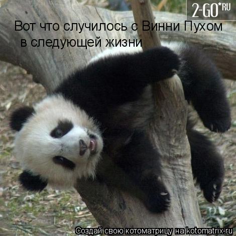 Вот что случилось с Винни Пухом в следующей жизни... Котоматрица: Вот что случилось с Винни Пухом в следующей жизни