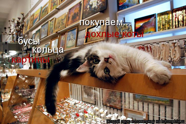 покупаем... бусы кольца картины дохлые коты... Котоматрица: покупаем... бусы кольца картины дохлые коты