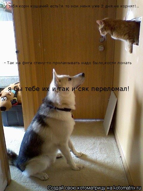- У тебя корм кошачий есть?А то мои меня уже 2 дня не кормят!.. - Так на фига стену-то проламывать на... Котоматрица: - У тебя корм кошачий есть?А то мои меня уже 2 дня не кормят!.. - Так на фига стену-то проламывать надо было,кости ломать я бы тебе их и так и сяк