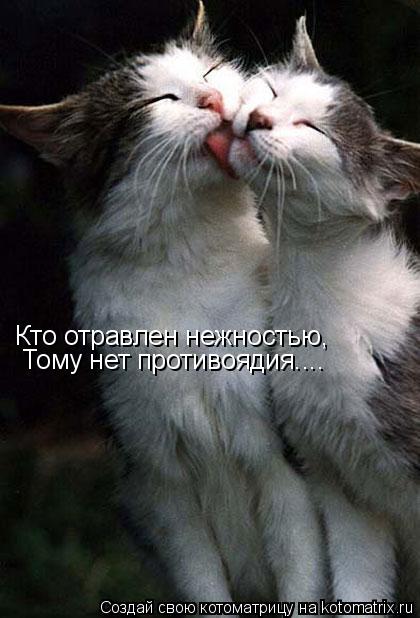 Кто отравлен нежностью, Тому нет противоядия....... Котоматрица: Кто отравлен нежностью, Тому нет противоядия....
