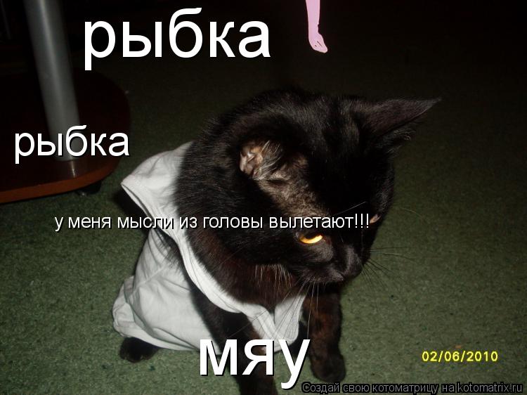 мяу рыбка рыбка у меня мысли из головы вылетают!!!... Котоматрица: мяу рыбка рыбка у меня мысли из головы вылетают!!!