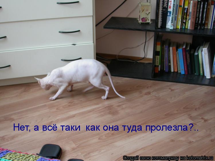 Нет, а всё таки как она туда пролезла?..... Котоматрица: Нет, а всё таки как она туда пролезла?..