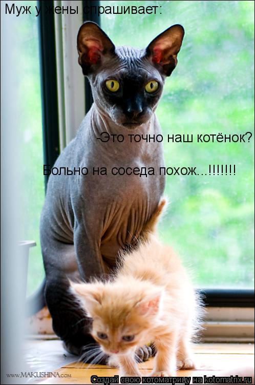 Муж у жены спрашивает: -Это точно наш котёнок? Больно на соседа похож...!!!!!!!... Котоматрица: Муж у жены спрашивает: -Это точно наш котёнок? Больно на соседа похож...!!!!!!!