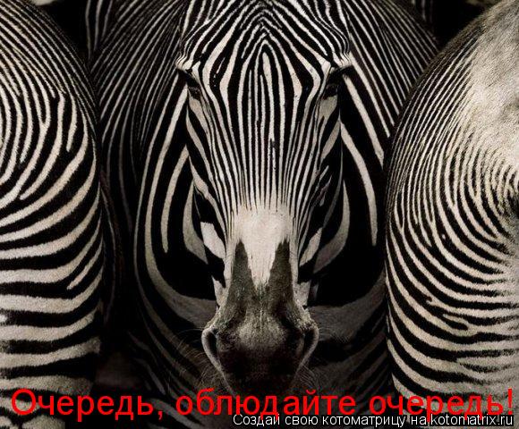 Очередь, облюдайте очередь!... Котоматрица: Очередь, облюдайте очередь!