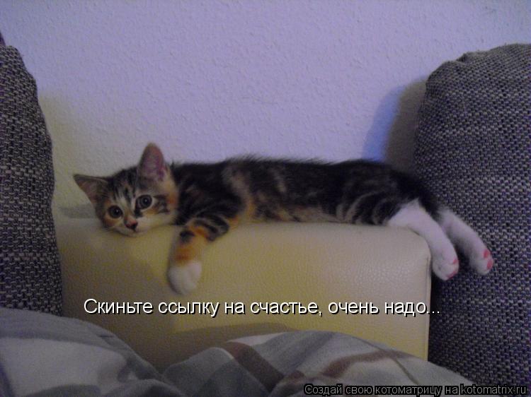 Скиньте ссылку на счастье, очень надо...... Котоматрица: Скиньте ссылку на счастье, очень надо...