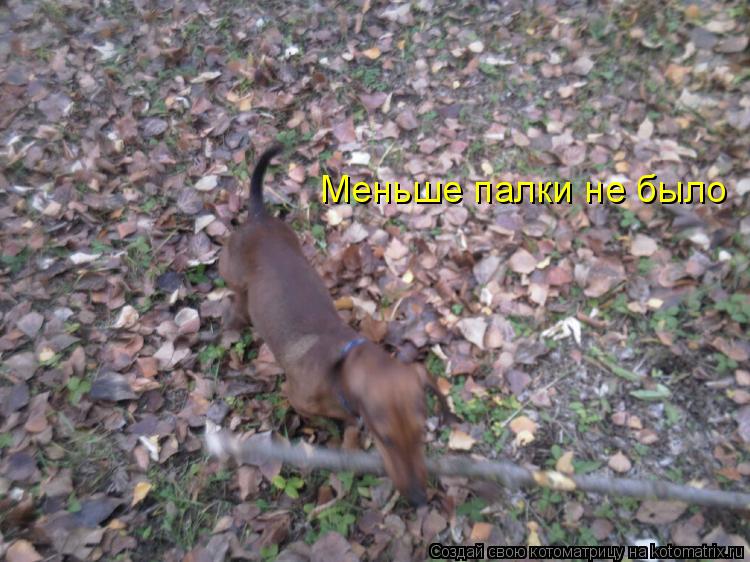Меньше палки не было... Котоматрица: Меньше палки не было