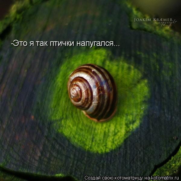 -Это я так птички напугался...... Котоматрица: -Это я так птички напугался...