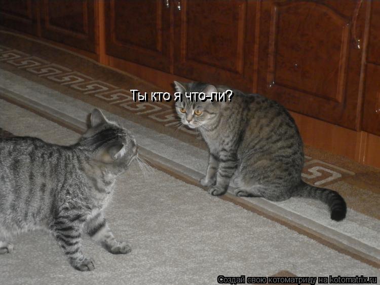 Ты кто я что-ли? Ты кто я что-ли? Ты кто я что-ли?... Котоматрица: Ты кто я что-ли? Ты кто я что-ли? Ты кто я что-ли?