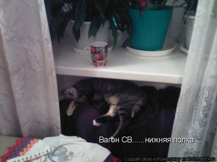 Вагон СВ......нижняя полка... Котоматрица: Вагон СВ......нижняя полка