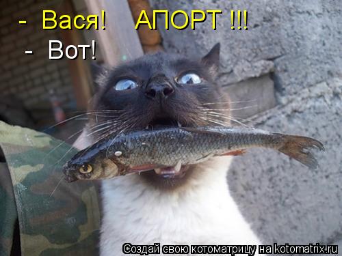 - Вася! АПОРТ !!! - Вот!... Котоматрица: - Вася! АПОРТ !!! - Вот!