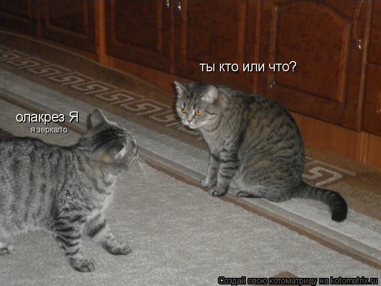 ты кто или что? я зеркало олакрез Я... Котоматрица: ты кто или что? я зеркало олакрез Я