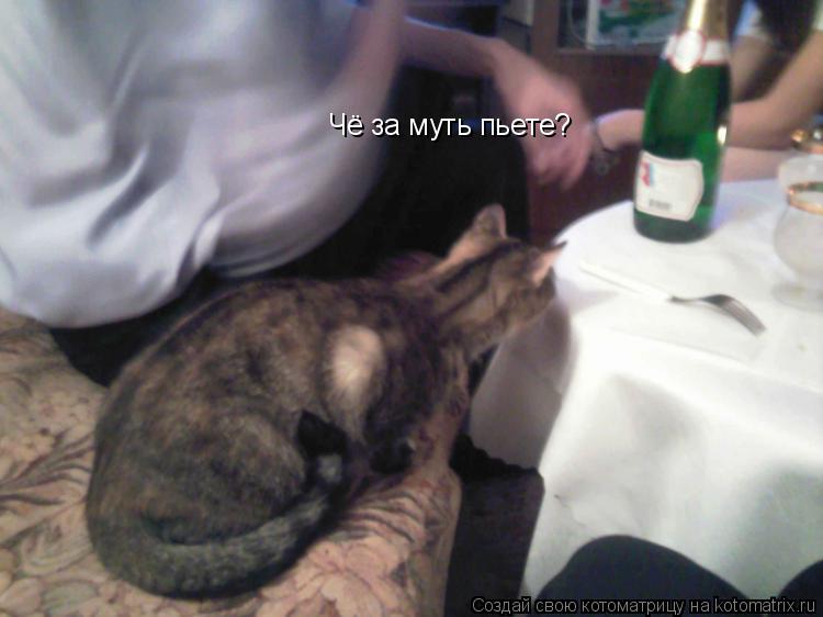 Чё за муть пьете?... Котоматрица: Чё за муть пьете?