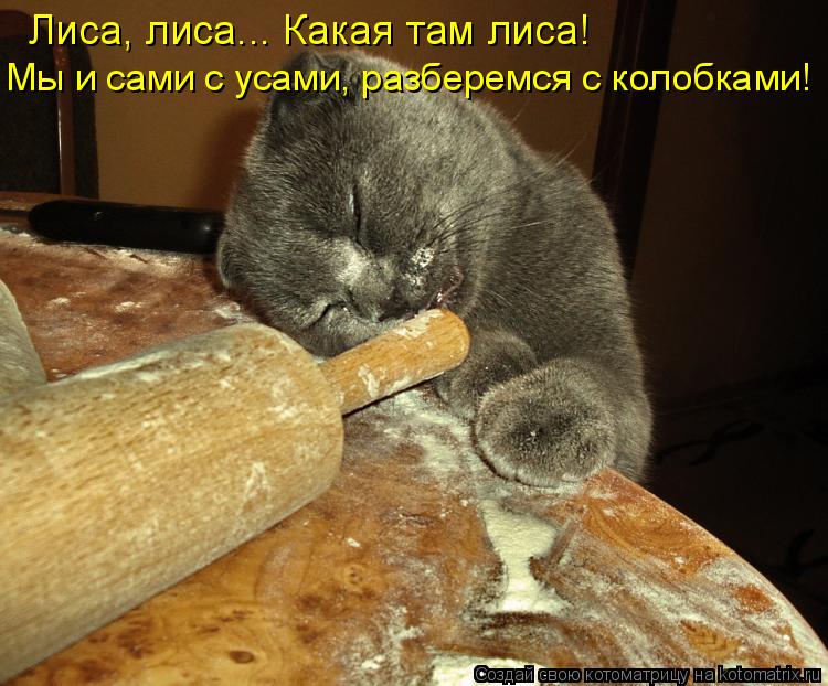 Котоматрица: Лиса, лиса... Какая там лиса!  Мы и сами с усами, разберемся с колобками!
