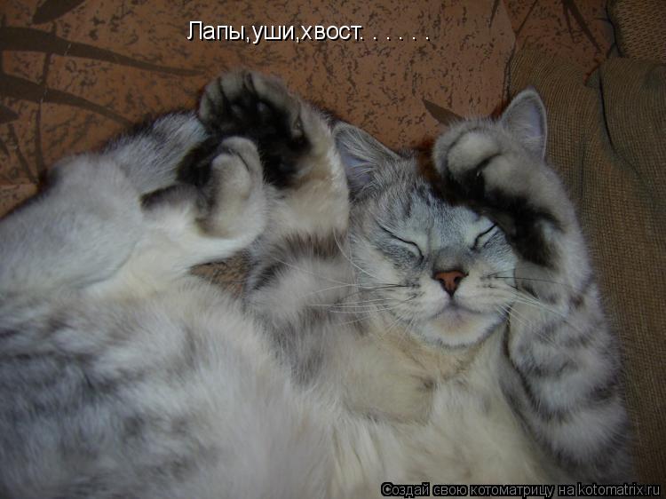 Лапы,уши,хвост. . . . . .... Котоматрица: Лапы,уши,хвост. . . . . .
