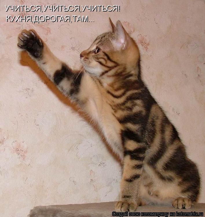 УЧИТЬСЯ,УЧИТЬСЯ,УЧИТЬСЯ! КУХНЯ,ДОРОГАЯ,ТАМ...... Котоматрица: УЧИТЬСЯ,УЧИТЬСЯ,УЧИТЬСЯ! КУХНЯ,ДОРОГАЯ,ТАМ...