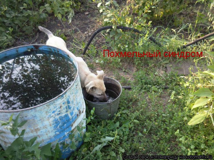 Похмельный синдром.... Котоматрица: Похмельный синдром.
